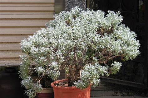 芙蓉避邪|避邪植物有哪些？告別式、普渡隨身配戴，趨吉避凶